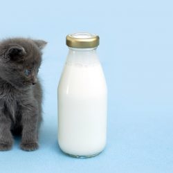 cat-milk-bottle-glass-bottle-cat-food-shopping-cart-domestic-pet-feed-kitty-baby-cat-kitten-animal_t20_drWeK3 cat-milk-bottle-glass-bottle-cat-food-shopping-cart-domestic-pet-feed-kitty-baby-cat-kitten-animal_t20_drWeK3